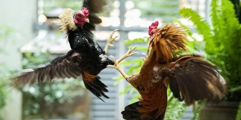 Chiến kê chuẩn bị vào trận đấu