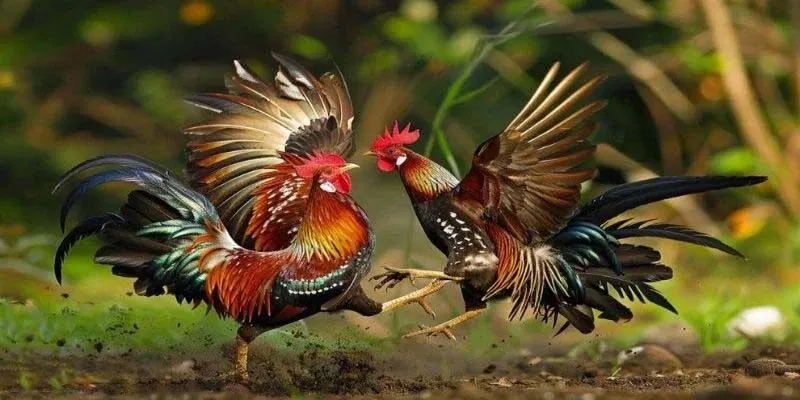 Giao diện đặt cược đá gà với thiết kế trực quan, dễ thao tác