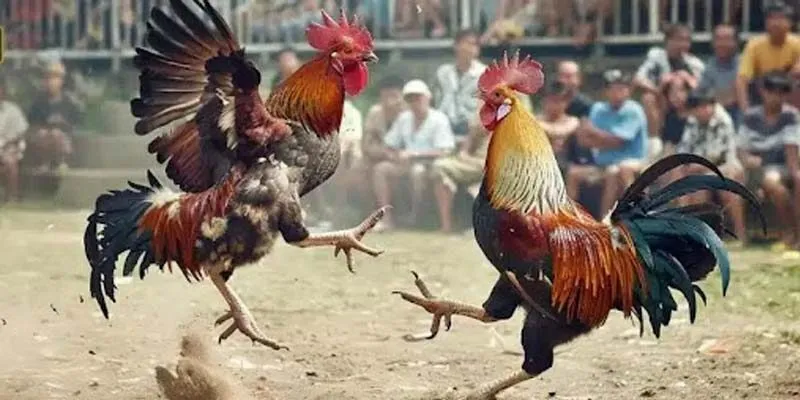Giới thiệu về đá gà VN88