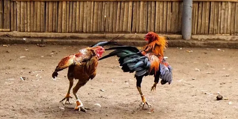 Quy định nghiêm ngặt trong luật chơi